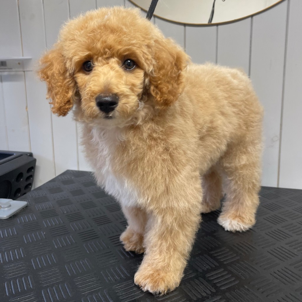 Valpepakke – en myk start på pelsstellet&nbsp;🐾